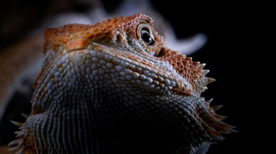 Reptilien in Baden-Württemberg ausgesetzt: Sieben Bartagamen gerettet