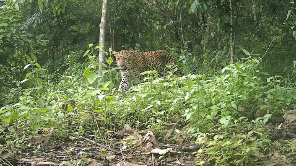 Spotted: endangered leopard in Bangladesh