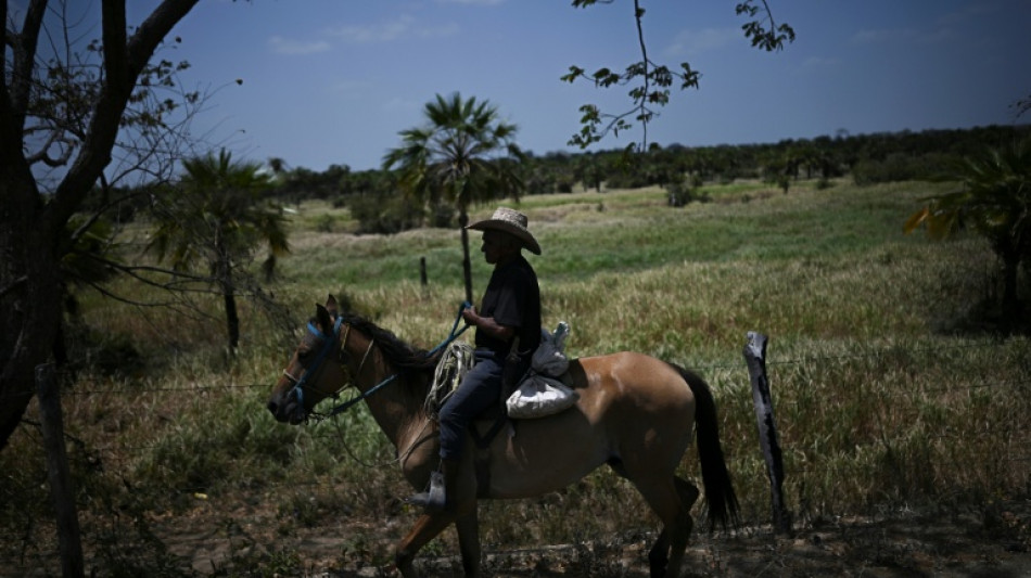 Grabbing the bull by the tail: Venezuela's cowboy sport