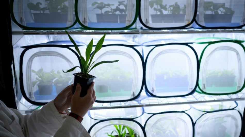 Contre les pucerons de la betterave, pas de pesticides: Agriodor parfume les champs