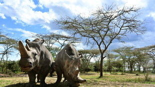 Forscher: "Meilenstein" bei Bem&uuml;hungen um Rettung seltener Nashornarten