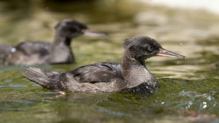 Le zoo de Prague annonce la naissance de raririssimes canards menacés d'extinction