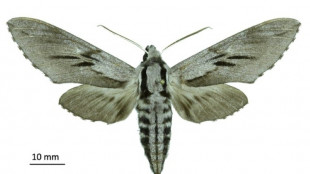 De nouvelles esp&egrave;ces d'insectes d&eacute;couvertes en Corse 