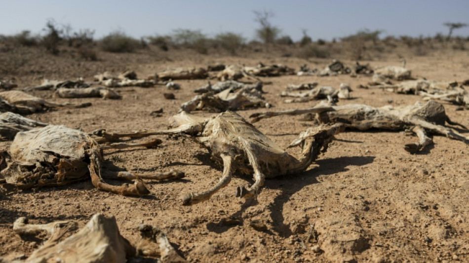 'Our children are next' fear Kenyans as drought wipes out livestock