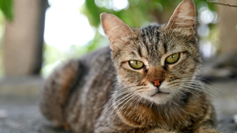 Rettungskr&auml;fte rei&szlig;en in Essen Teile von Garagenwand zur Bergung von Katze ein