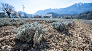 ++ L'Ue valuta sostegno diretto a agricoltori in difficolt&agrave; ++