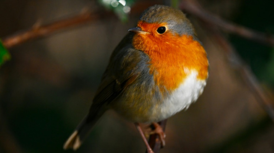 Un trafic d'espèces protégées d'oiseaux au cœur d'un procès inédit