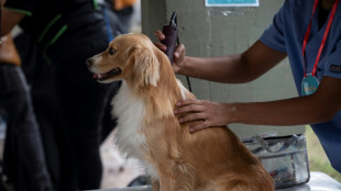 Gericht: Gebühr für Berliner Hunderegister rechtmäßig