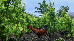 Colombia se prepara para la posible pérdida de la certificación en la lucha antidrogas por parte de EEUU