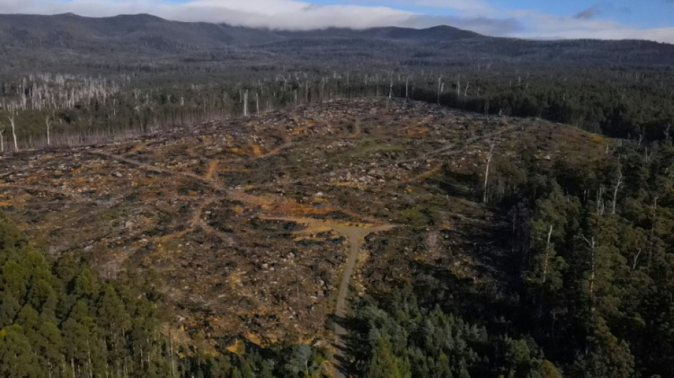 Bosques endémicos de Tasmania se convierten en astillas