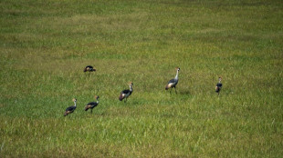 Un v&eacute;t&eacute;rinaire prim&eacute; pour le retour des grues couronn&eacute;es grises du Rwanda