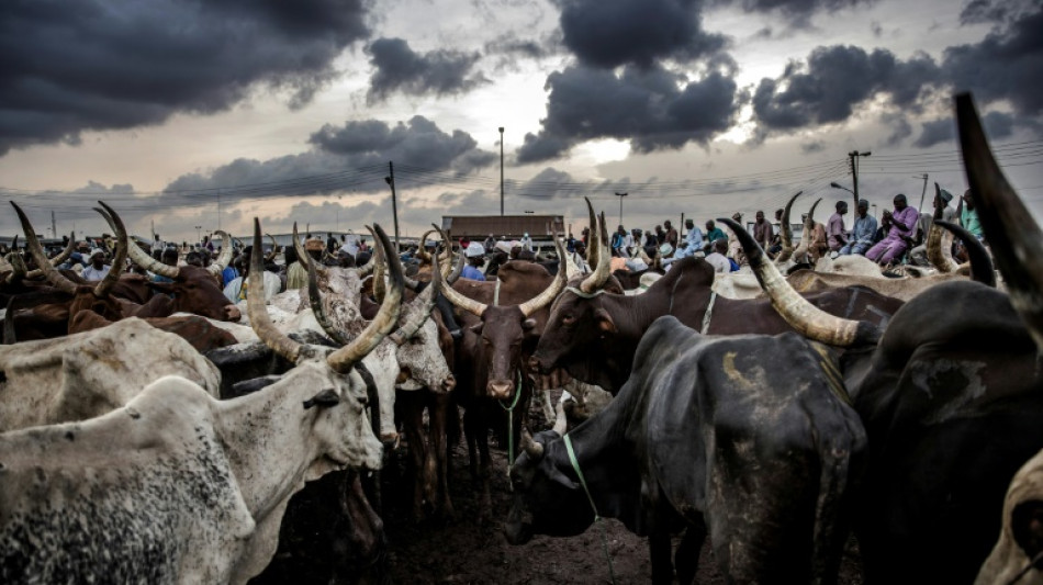 Livestock theft is central to jihadist economy in west Africa