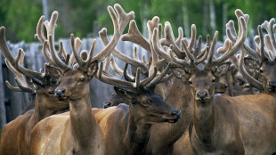 Il clima minaccia le renne, possibili cali fino all'80%