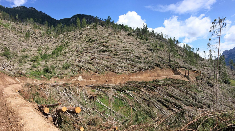 Dopo Vaia in Trentino 1.500 cantieri per sistemare i boschi