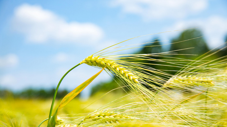 Ricerca, 2 piante su 5 spariranno ma c'è metodo per salvarle