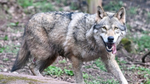 L'Etat autorise &agrave; abattre jusqu'&agrave; 192 loups en 2025, pas assez pour les &eacute;leveurs