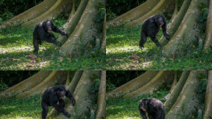 Les chimpanzés tambourinent en rythme et de manières différentes, selon une étude