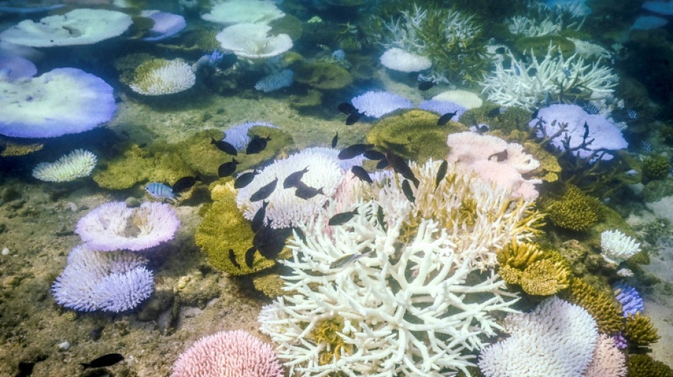 La Gran Barrera de Coral sufre su blanqueamiento "más extenso" jamás registrado