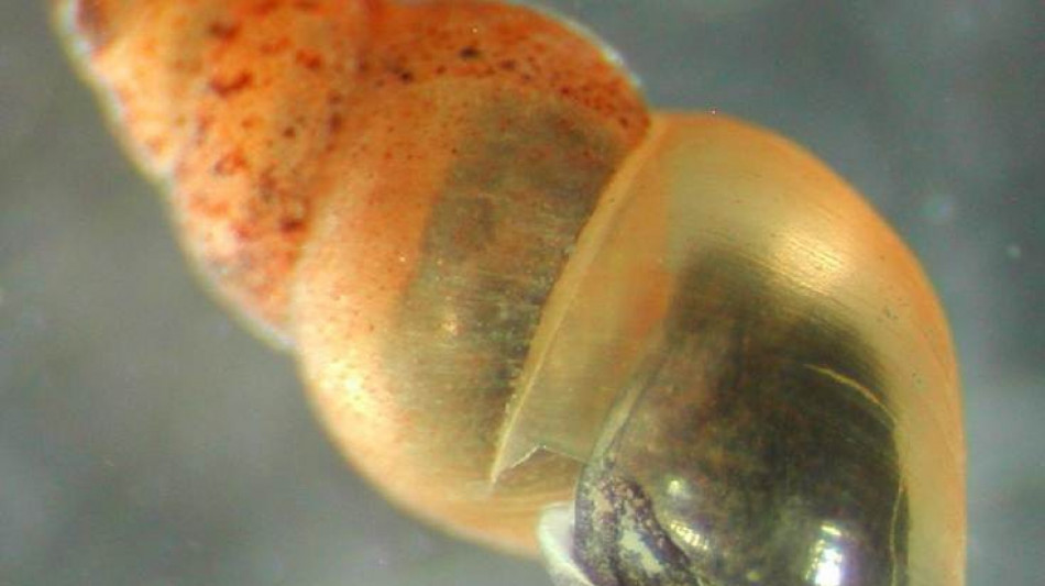 Scoperta lumaca invasiva neozelandese nella Trieste sotterranea