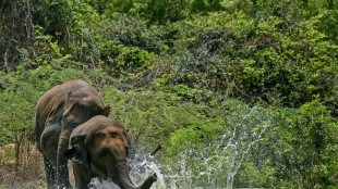 India's elephant warning system tackles deadly conflict