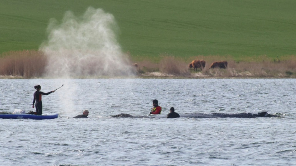 Allemagne: la baleine &eacute;chou&eacute;e depuis des semaines ramen&eacute;e vers le large dans une barge