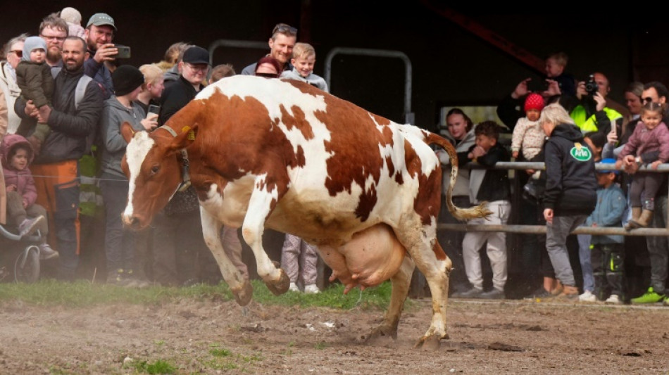 Aggressive freilaufende Kuh hält Polizei und Anwohner nahe Mannheim in Atem 