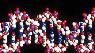 La formazione del cervello &egrave; estrema, il Dna &egrave; regolarmente rotto e riparato