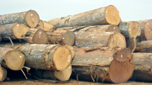 Contrats forestiers ill&eacute;gaux en RDC: Greenpeace demande une enqu&ecirc;te judiciaire