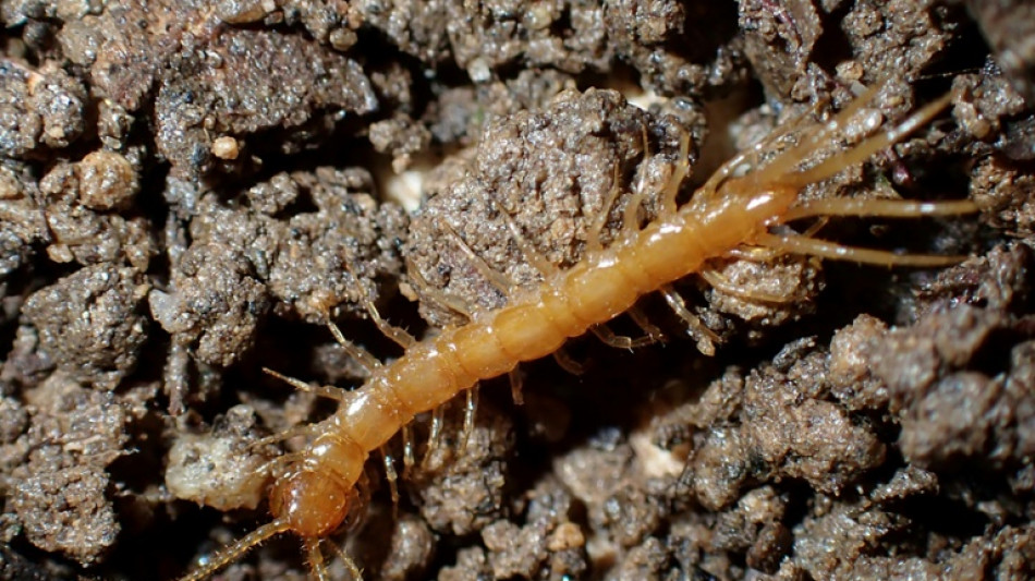Cruciaux pour la santé des sols, des mille-pattes menacés d'extinction en France