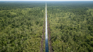 Los indonesios luchan por sus turberas, unos humedales parte de los "pulmones de la Tierra"