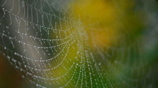 Schwarze Witwen locken Männchen mit Käsefußgeruch