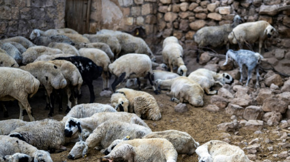 En Turquie, apr&egrave;s l'incendie, la bataille pour sauver les brebis