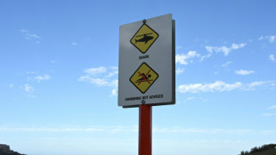 Les attaques de requin ont augment&eacute; dans le monde en 2023, selon un bilan annuel