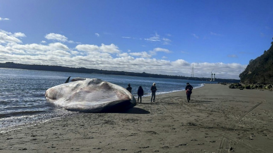 Une baleine bleue s'&eacute;choue sur une plage du Chili