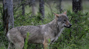 Le Conseil d'État interdit de tirer sur les loups des Hautes-Pyrénées