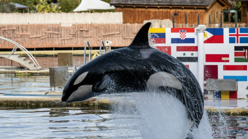 Francia estudia trasladar a Espa&ntilde;a a dos orcas de un parque acu&aacute;tico