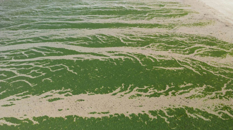 La justice fait le lien entre les algues vertes et le décès d'un joggeur et condamne l'Etat