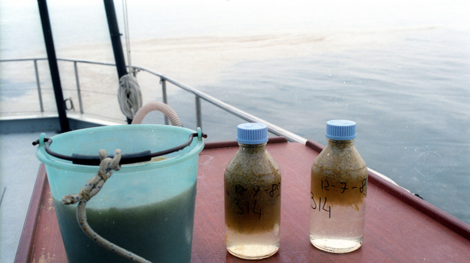 L'Adriatico si tinge di verde, torna la fioritura delle alghe