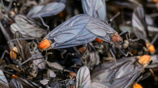 Rotten insects, viral videos and climate change: S.Korea battles 'lovebug' invasion