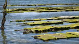 En baie de Morlaix, les ostréiculteurs submergés par les marées vertes