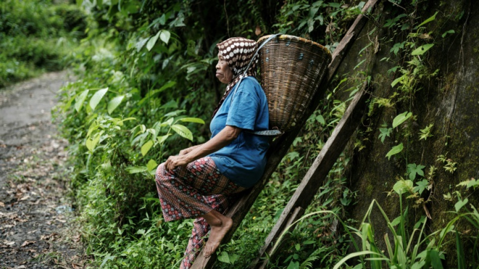 Climate change takes spice from Indonesia clove farms