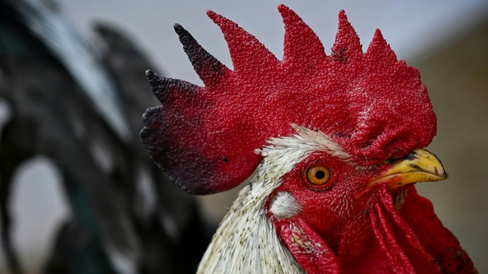 Gericht: H&auml;hne und Bienen auf st&auml;dtischem Wohngrundst&uuml;ck nicht erlaubt