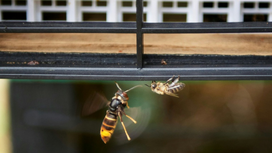 Mehr als 20 Wanderer von Hornissen in Wandergebiet in Rheinland-Pfalz gestochen