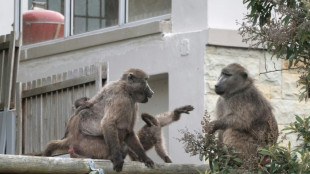 Afrique du Sud: la gestion d&eacute;licate des babouins envahissants au Cap