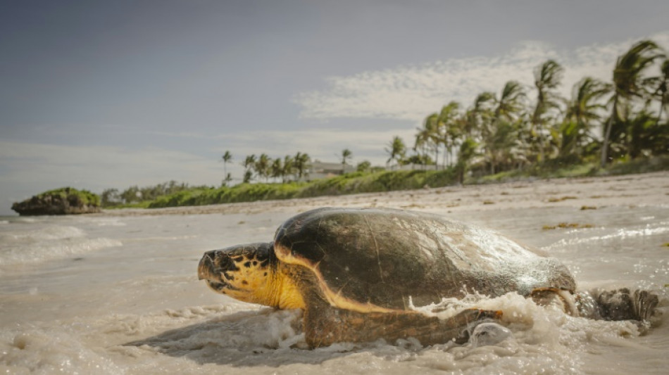 Dirigentes mundiales se reúnen en Niza para abordar las amenazas sobre los océanos