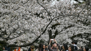 Au Japon, un outil d'IA pour préserver les cerisiers en fleurs