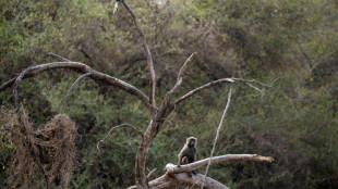 Los machos alfa son raros entre los primates, según estudio