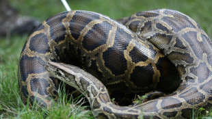 Drei Meter lange Würgeschlange in Bachlauf in Schleswig-Holstein entdeckt