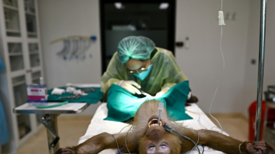 Singes et éléphants: la vie d'un hôpital pour animaux de Thaïlande