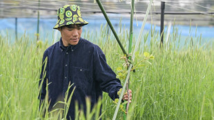 "Repartir de zéro": à Fukushima, des kiwis comme symbole de renouveau